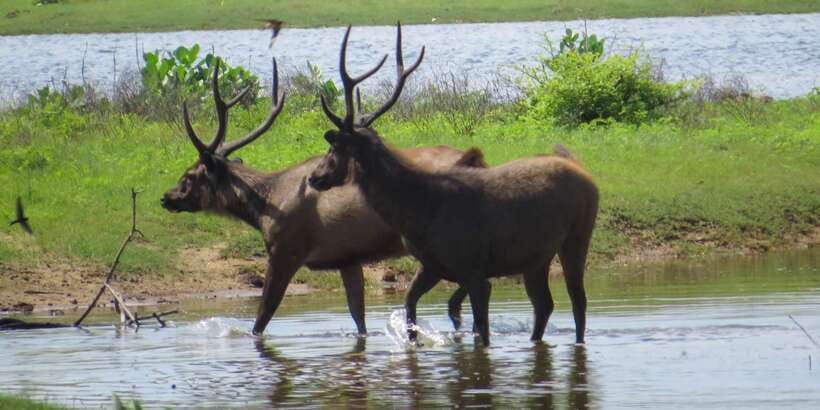 Sri Lanka: Yala National Park Private Safari - Starting at the Yala National Park gate