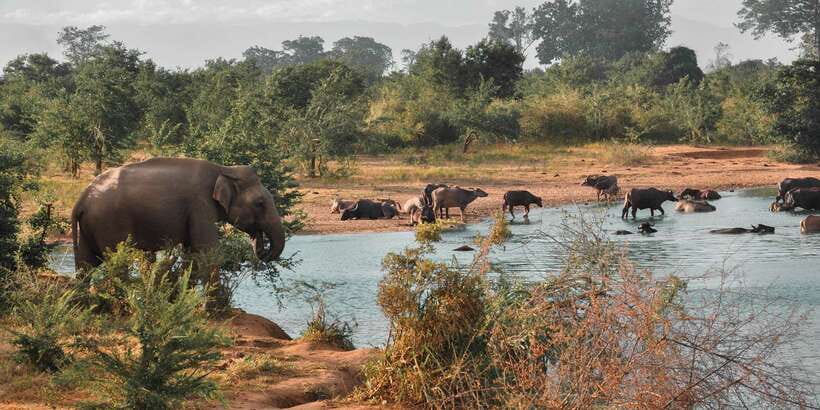 Sri Lanka: Yala National Park Private Safari - Dawn or dusk: choosing the right atmosphere