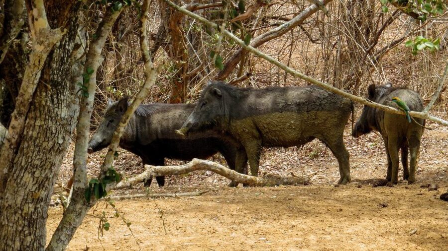 Sri Lanka: Yala National Park Private Safari - The driver makes or breaks the outing