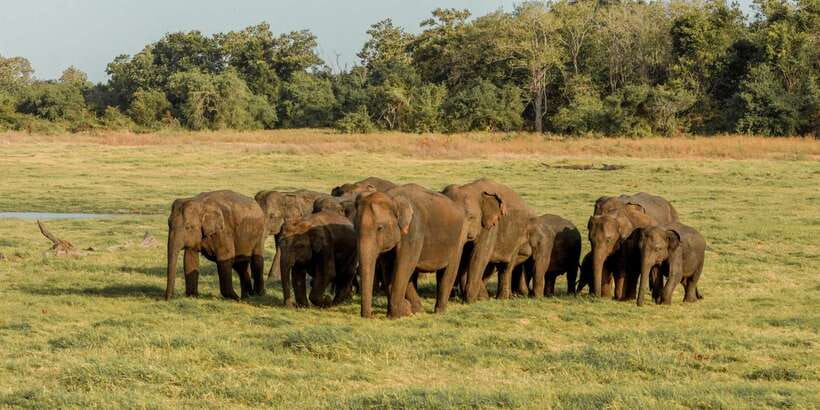 Sri Lanka: Yala National Park Private Safari - The leopard question