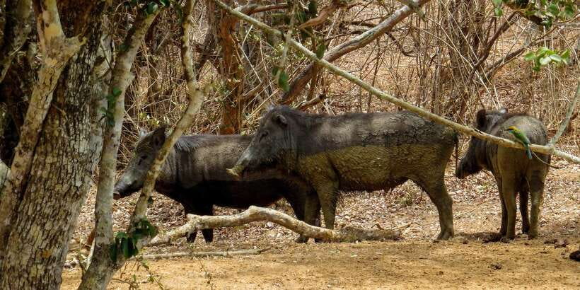 Sri Lanka: Yala National Park Private Safari - Is $43 per person good value?