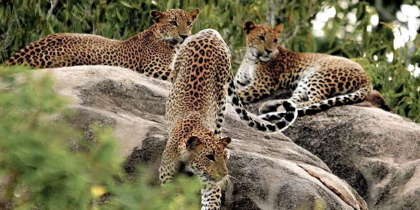 Sri Lanka: Yala National Park Private Safari - The private Jeep and what it means for your group
