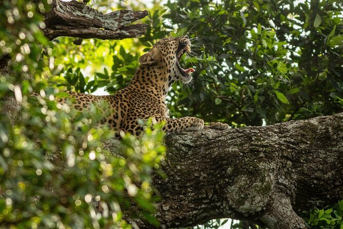 Sri Lanka Yala Wildlife Safari Tours - A seven-hour safari from Tissamaharama