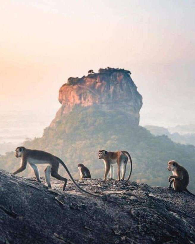 Sunrise or Sunset Hike Pidurangala Rock with Scenic Views - Key points before you book