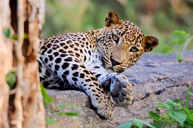 Super Luxury Jeep Safari at Yala National Park - Key points at a glance