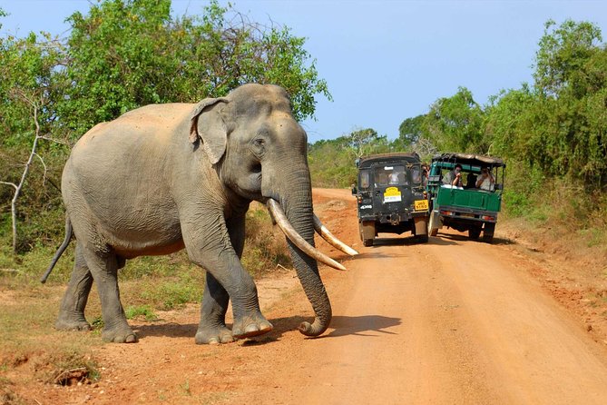Super Luxury Jeep Safari at Yala National Park - What the $77 private safari actually gives you