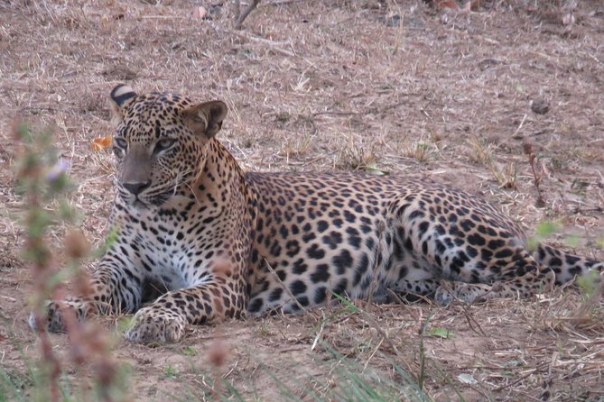 Super Luxury Jeep Safari at Yala National Park - The park drive and the animals you may find