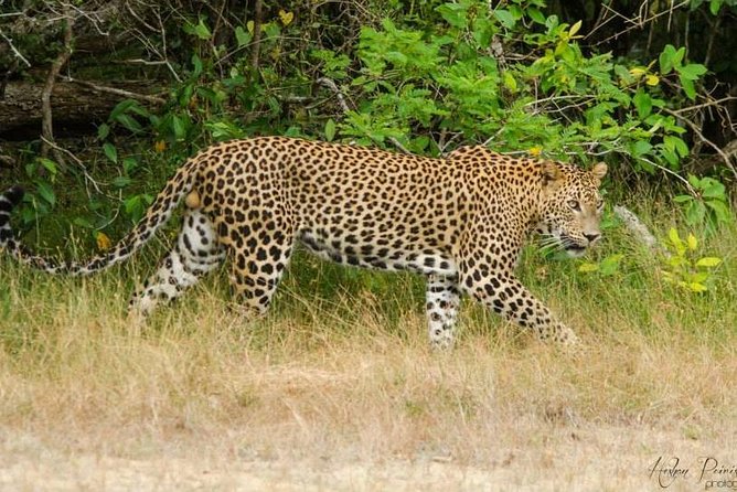 Super Luxury Jeep Safari at Yala National Park - Morning and afternoon timing