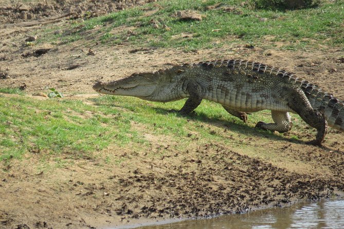 Super Luxury Jeep Safari at Yala National Park - What private really means here