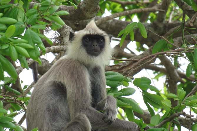 Super Luxury Jeep Safari at Yala National Park - Comfort, expectations, and the luxury label