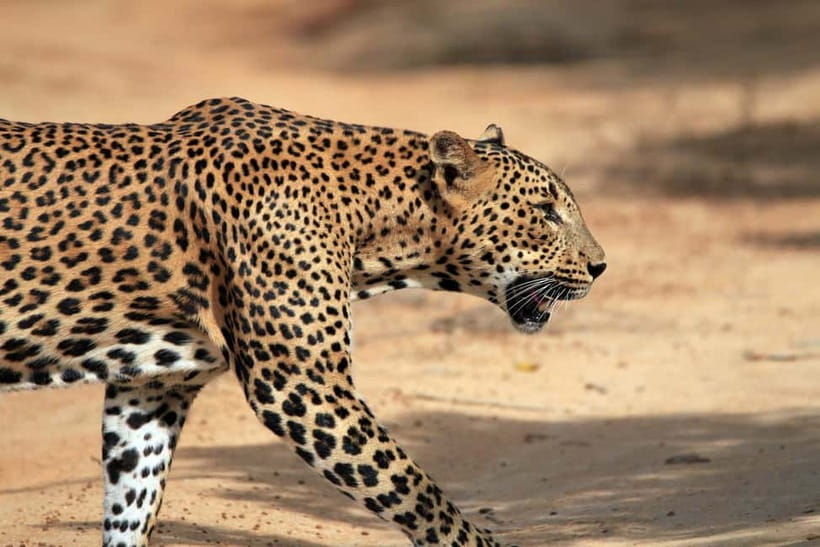 Tangalle/Hiriketiya/Mirissa: Shuttle to Ella and Yala Safari - Why this Tangalle to Ella route makes sense