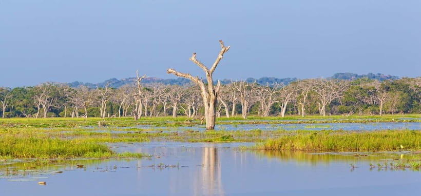 Tangalle/Hiriketiya/Mirissa: Shuttle to Ella and Yala Safari - The real cost: $11 is only the transport portion