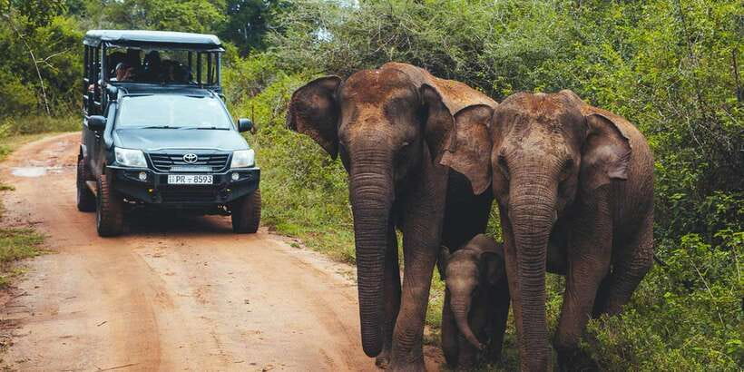 Tangalle/Hiriketiya: Udawalawa Safari & Elephant Transit Hom - Why Udawalawe is worth the long ride
