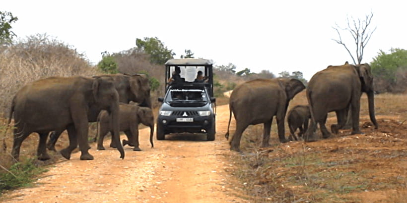 Tangalle/Hiriketiya: Udawalawa Safari & Elephant Transit Hom - Is the $62 price good value?