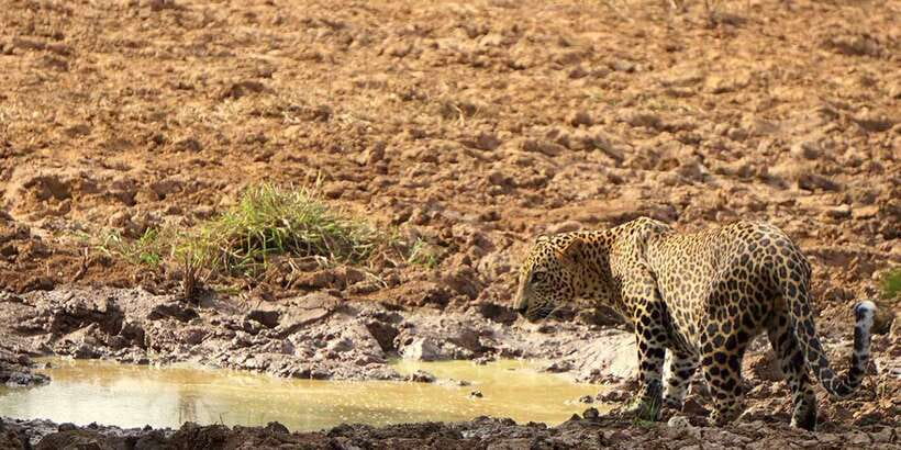 Tangalle/Hiriketiya: Udawalawa Safari & Elephant Transit Hom - What the guide can add to the day