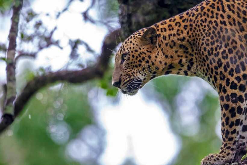 Tangalle/Hiriketiya: Yala National Park Safari in a 4x4 - The real cost: about $81 per person before food