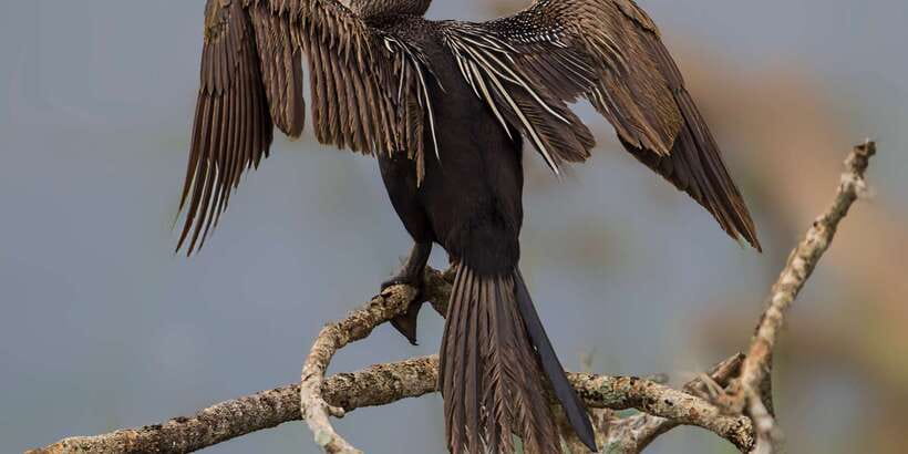 Tangalle: Safari Day Trip to Yala & Udawalawe w/ Picnic - Who Should Book This 14-Hour Safari?
