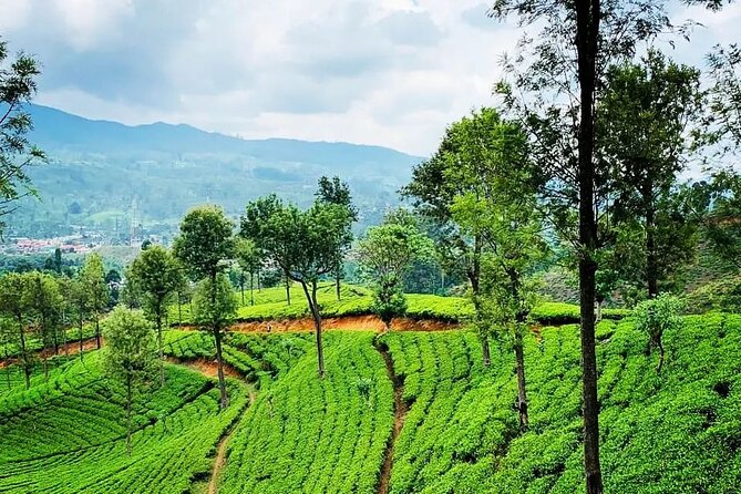 Tea Fields & Factory Tour - Meeting the tea pluckers and seeing village life