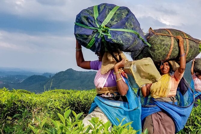 Tea Fields & Factory Tour - Following leaves to the weighing stations