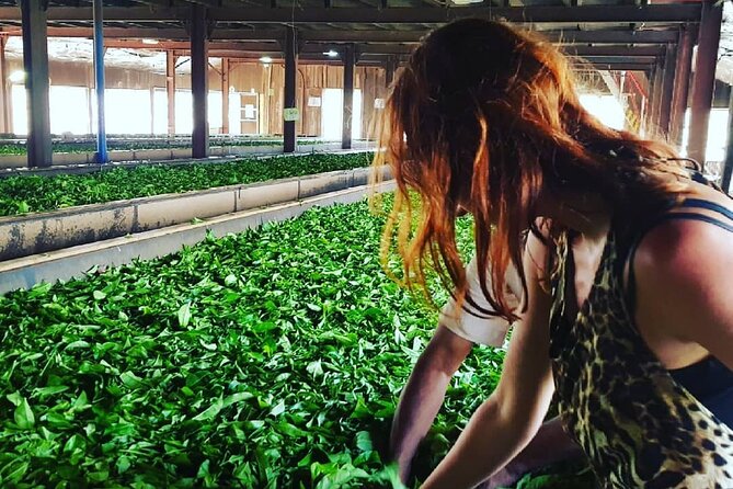 Tea Fields & Factory Tour - Inside the factory: six steps from leaf to finished tea