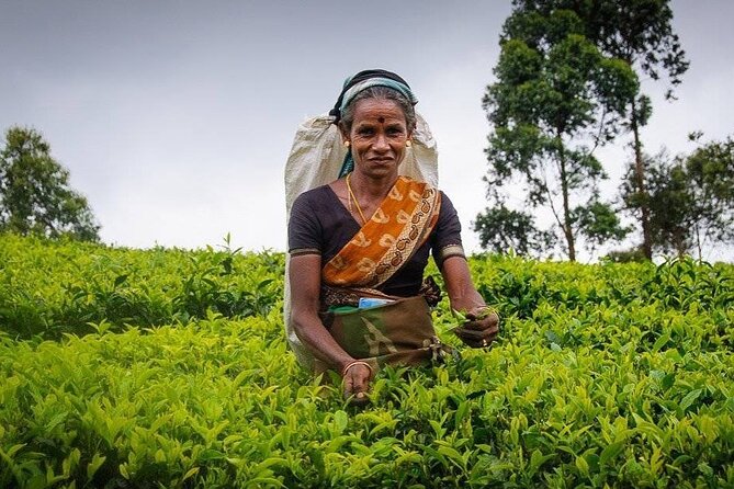 Tea Fields & Factory Tour - Finishing with freshly brewed tea