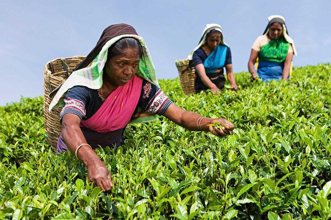Tea Plucking and Tea Factory: Visit from Nuwara Eliya - Key points at a glance