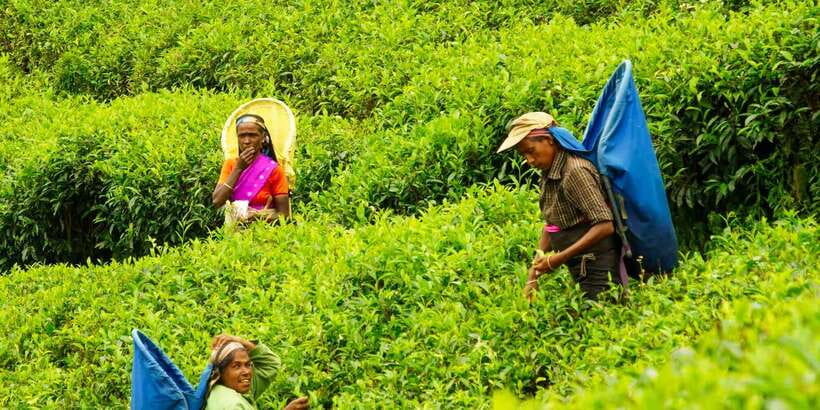 Tea Plucking and Tea Factory: Visit from Nuwara Eliya - Practical strengths and small limitations