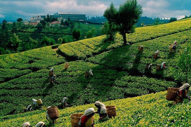 Tea Plucking and Tea Factory: Visit from Nuwara Eliya - Why tea makes sense as a Nuwara Eliya outing