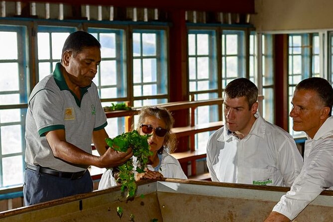 Tea Plucking and Tea Factory: Visit from Nuwara Eliya - Walking among the tea bushes