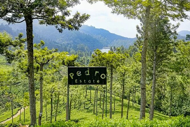 Tea Plucking and Tea Factory: Visit from Nuwara Eliya - Pedro Tea Factory and the journey from leaf to cup