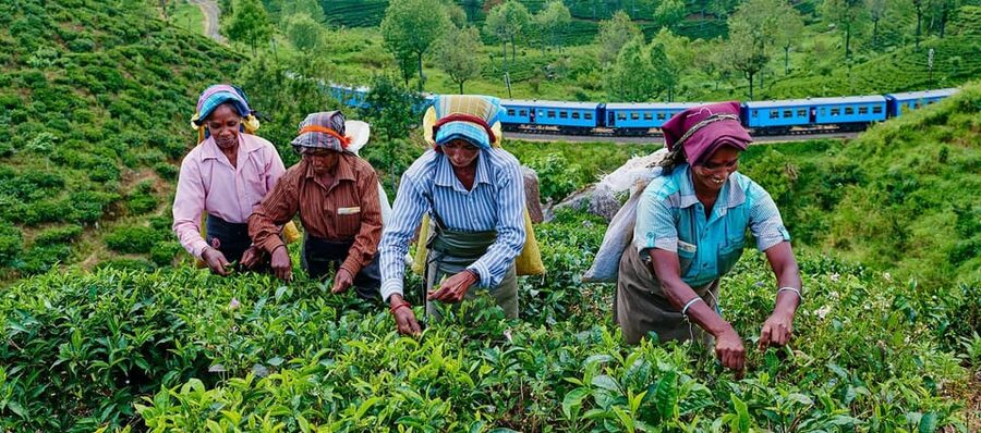 Tea Plucking and Tea Factory: Visit from Nuwara Eliya - Tasting Ceylon tea after the factory tour