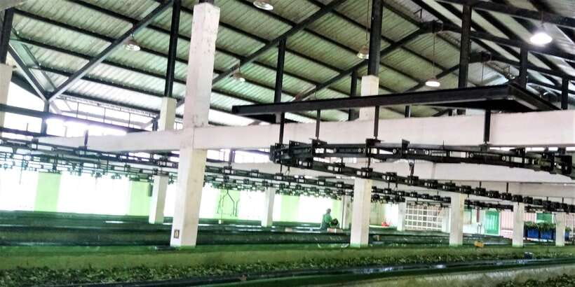 Tea Plucking and Tea Factory: Visit from Nuwara Eliya - Scenic stops and photography opportunities