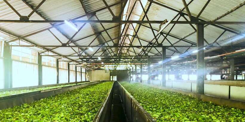 Tea Plucking and Tea Factory: Visit from Nuwara Eliya - Who will enjoy this experience most