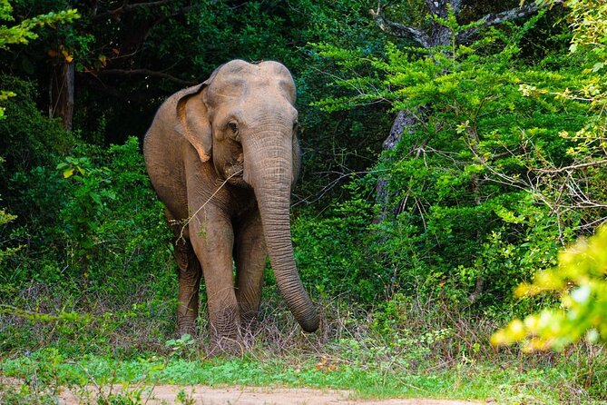 The Best Safari tour from Hambantota Port (Janaka safari) - Inside Yala, the leopard search begins
