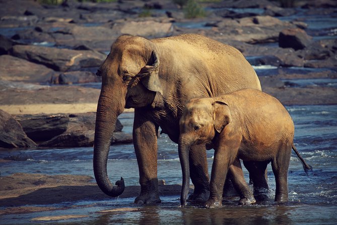 The Most popular Personalized round Tour In Sri Lanka-Day Charged - Day 5: Madu River and Yala National Park