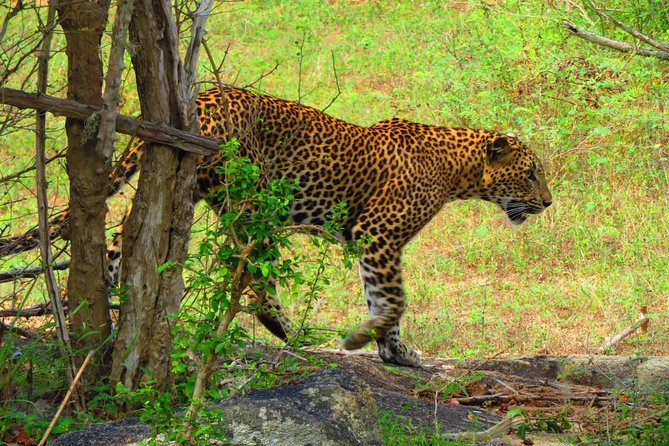 The Most Recommended Round Tour in Sri Lanka - Day 5: The Nanu Oya to Ella train journey