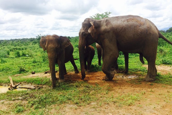 The Most Recommended Round Tour in Sri Lanka - Day 6: Ella’s Nine Arches Bridge and Little Adam’s Peak