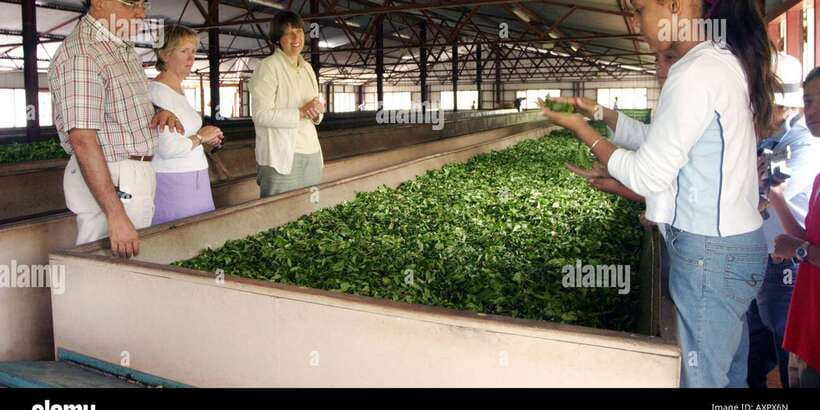 Three Temples Loop In Kandy Day Tour By Tuk Tuk - Tea factory and Ayurvedic stops