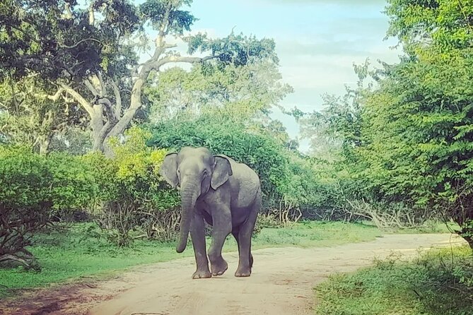 Tours and Transportation in Sri Lanka - The Real Value of the $55 Price