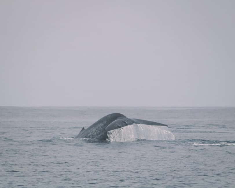 Trincomalee: Dolphin & Whale Watching Boat Tour - Dolphins are the main event