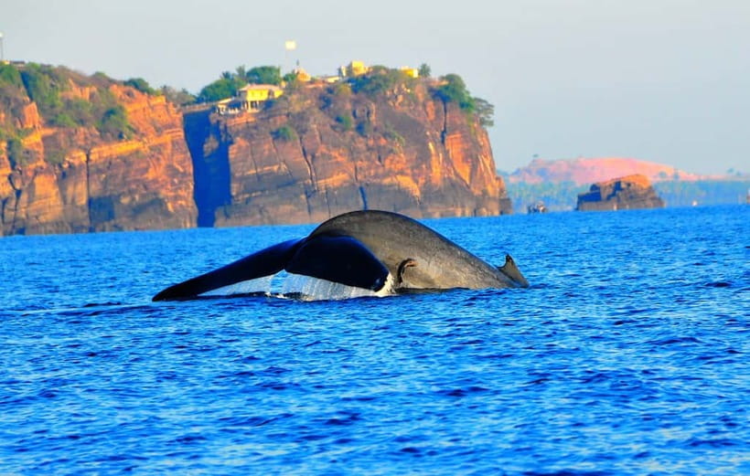 Trincomalee: Dolphin & Whale Watching Boat Tour - The long blue-water run to the wildlife area