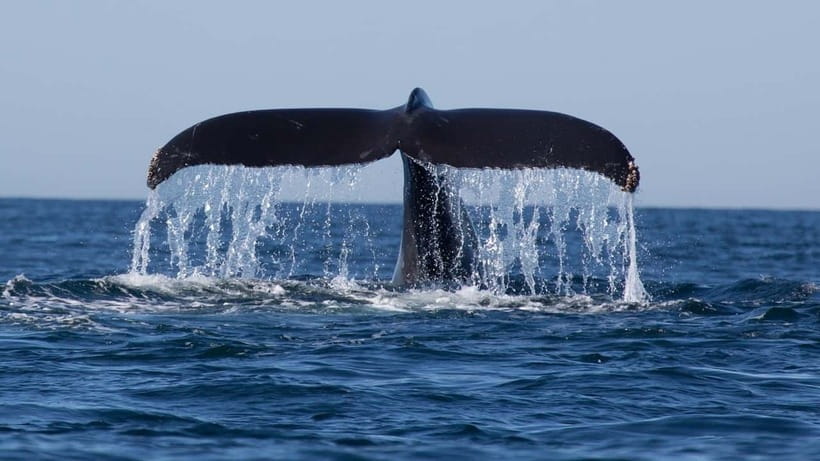 Trincomalee: Whale & Dolphin Safari Tour with Expert Guides - Key points to know before booking