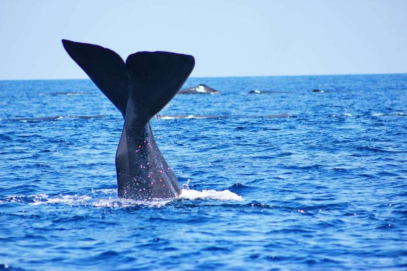 Trincomalee: Whale & Dolphin Safari Tour with Expert Guides - What happens when whales do not appear