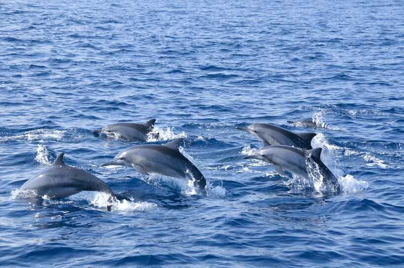 Trincomalee: Whale & Dolphin Safari Tour with Expert Guides - Wildlife watching with rules, not pursuit