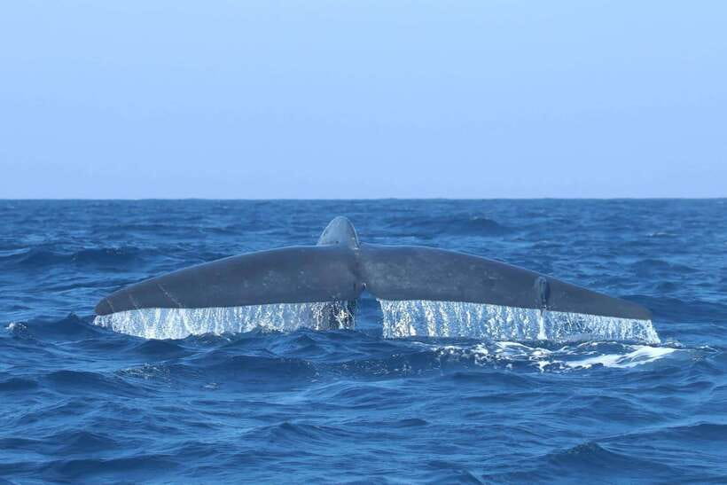 Trincomalee: Whale & Dolphin Safari Tour with Expert Guides - Is $71 a fair price?