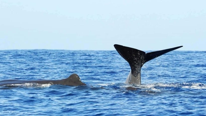 Trincomalee: Whale & Dolphin Safari Tour with Expert Guides - The best season and what the reports suggest