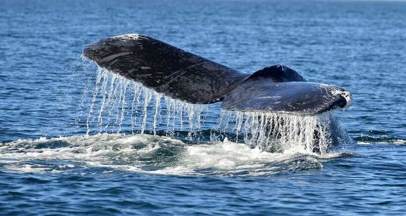 Trincomalee: Whale & Dolphin Safari Tour with Expert Guides - Who will enjoy this boat trip most?