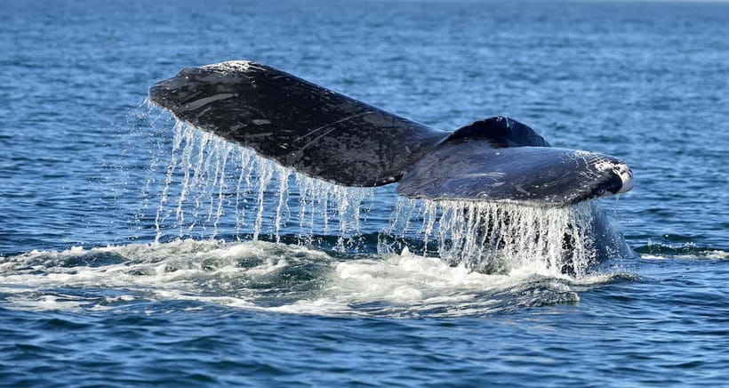 Trincomalee: Whale & Dolphin Safari Tour with Expert Guides - Searching for spinner dolphins and blue whales
