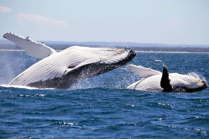 Trincomalee : Whale & dolphin watching +pigeon island tour - Starting from Trincomalee Beach