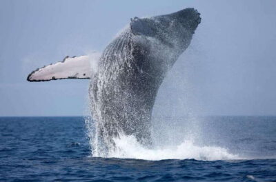 Whale & dolphin watching +pigeon island tour